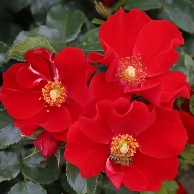 Bodendeckerrose 'Alexander von Humboldt' ®