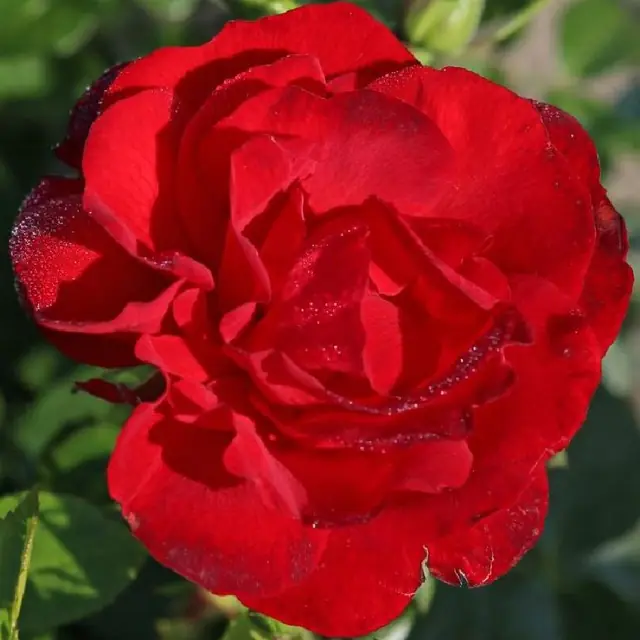Bodendeckerrose 'Cayenne'