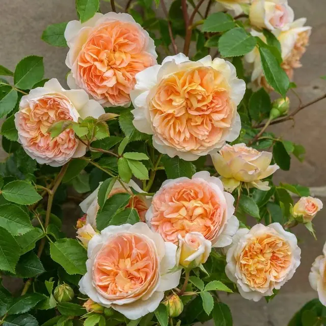 Englische Rose 'Bathsheba'