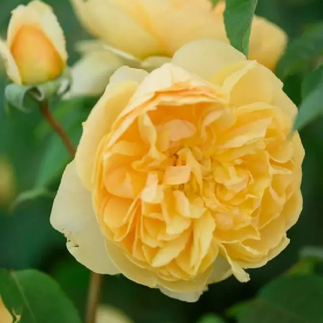 Englische Rose 'Bring me Sunshine'