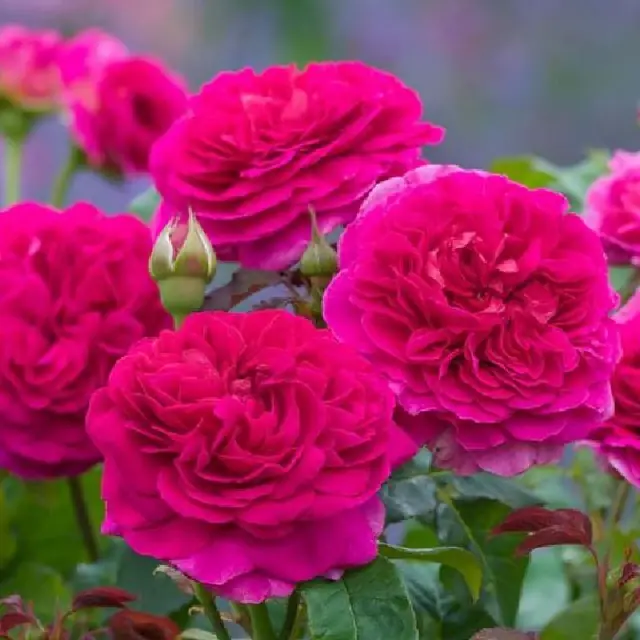 Englische Rose 'Gabriel Oak'  ®