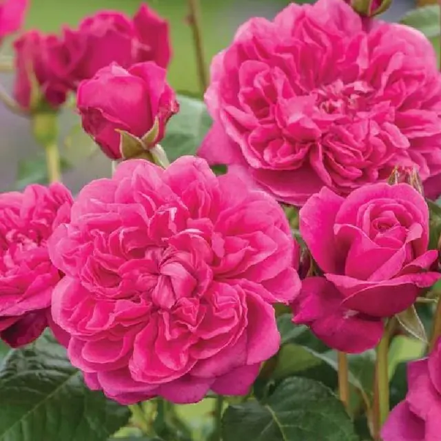 Englische Rose 'James L. Austin'  &amp;#x2122;
