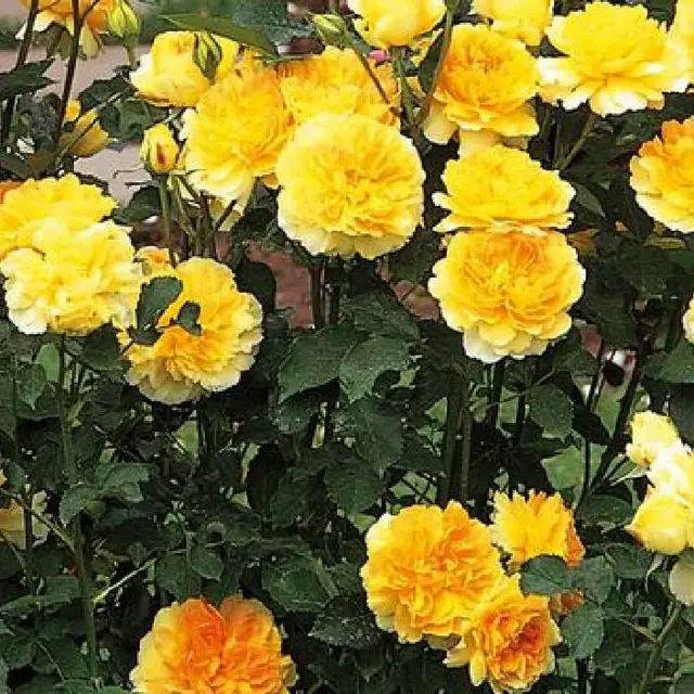 Englische Rose 'Molineux'  ®