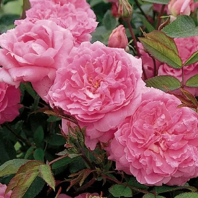 Englische Rose 'The Mayflower'  &amp;#x2122;