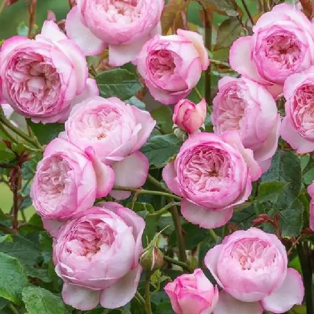 Englische Rose 'The Mill on the Floss'  ®