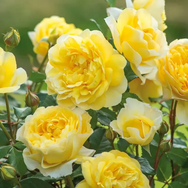 Englische Rose 'The Poet's Wife' &amp;#x2122;