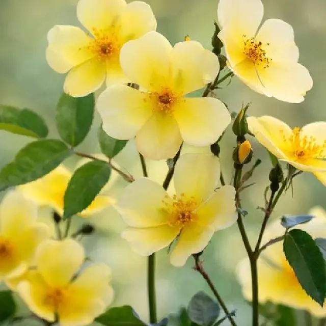 Englische Rose 'Tottering by Gently'  &amp;#x2122;
