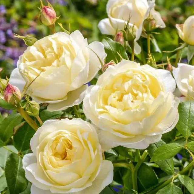 Englische Rose 'Vanessa Bell' &amp;#x2122;
