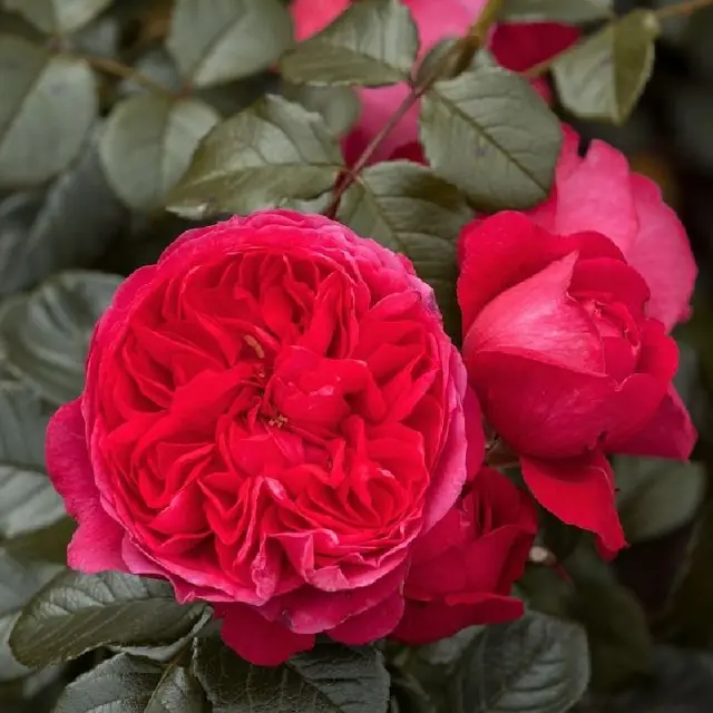Kletterrose 'Deep Love'  ®