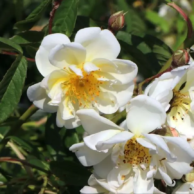 Kletterrose 'Lykkefund'