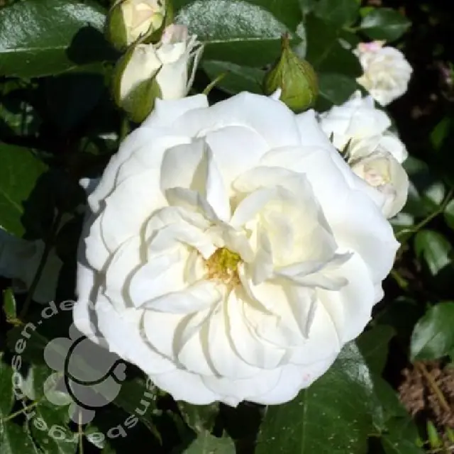 Rose 'Alabaster' ® Beetrose