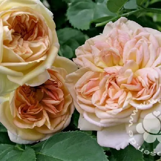 Rose 'Alchymist' ® Kletterrose/ Rambler