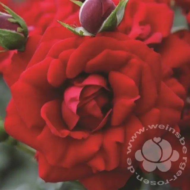 Rose 'Amadeus' ® Kletterrose