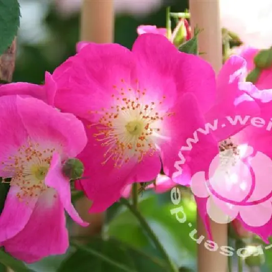 Rose 'American Pillar' ® Kletterrose/Rambler