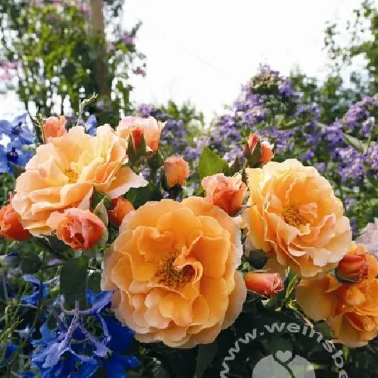 Rose 'Arabia' ® Strauchrose