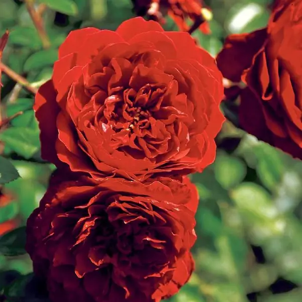 Rose 'Belkanto' ® Kletterrose