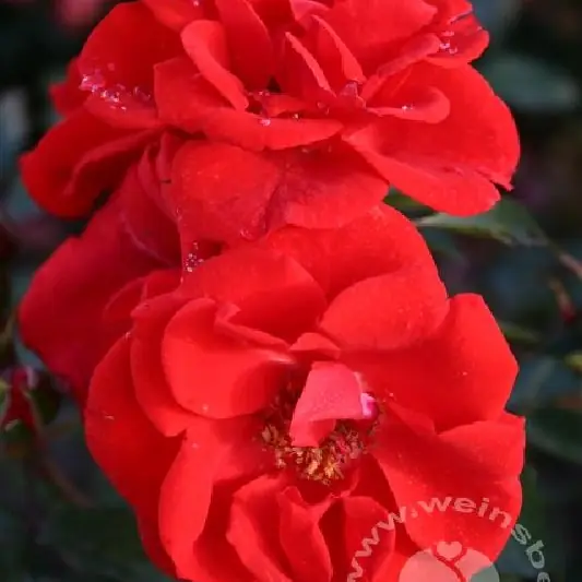 Rose 'Brillant Korsar' ® Strauchrose