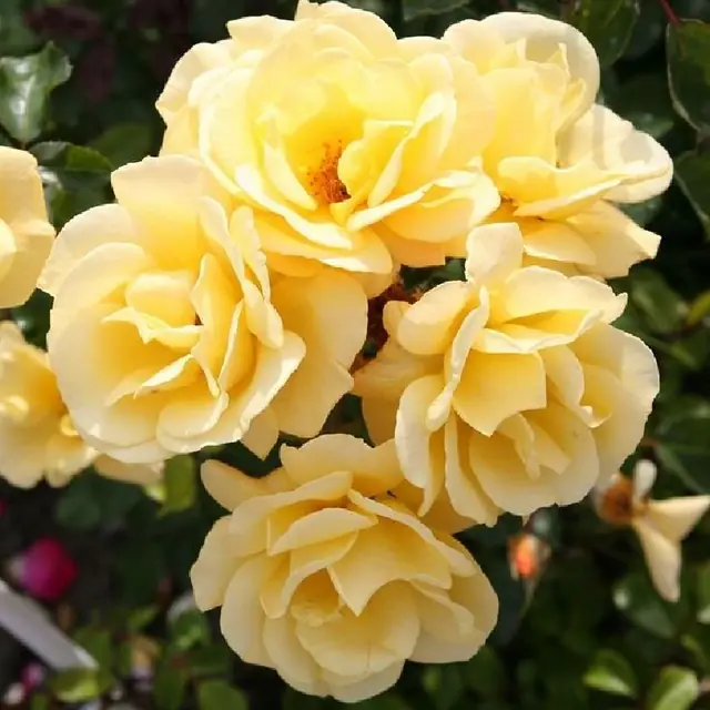 Rose 'Candela' ® Bodendeckerrose