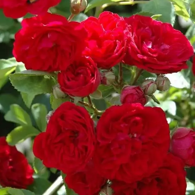 Rose 'Chevy Chase' ® Kletterrose/Rambler