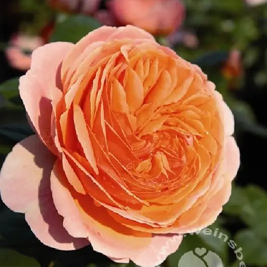 Rose 'Chippendale' ® Nostalgische Strauchro.