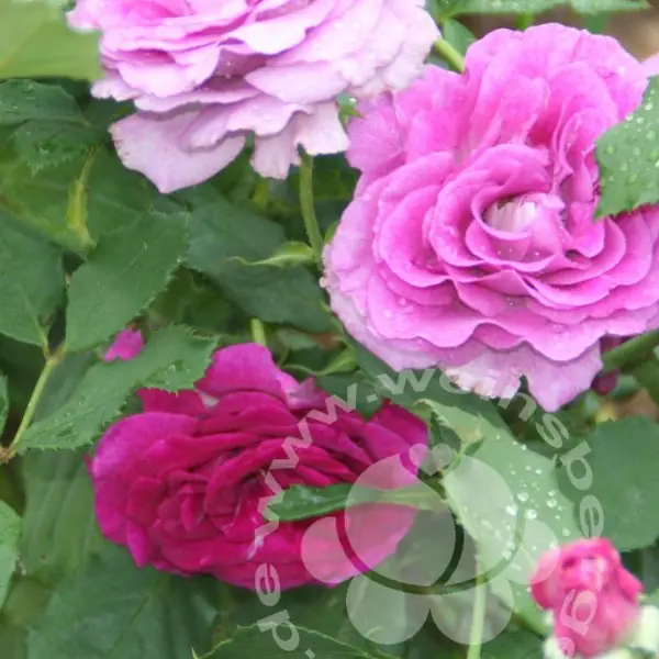 Rose 'Climbing Violette Parfumée' © Kletterrose