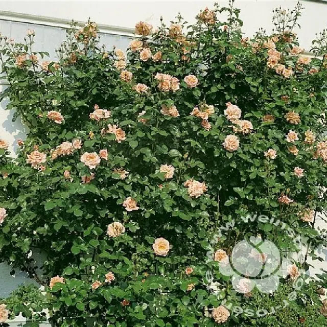 Rose 'Compassion'  ® Kletterrose