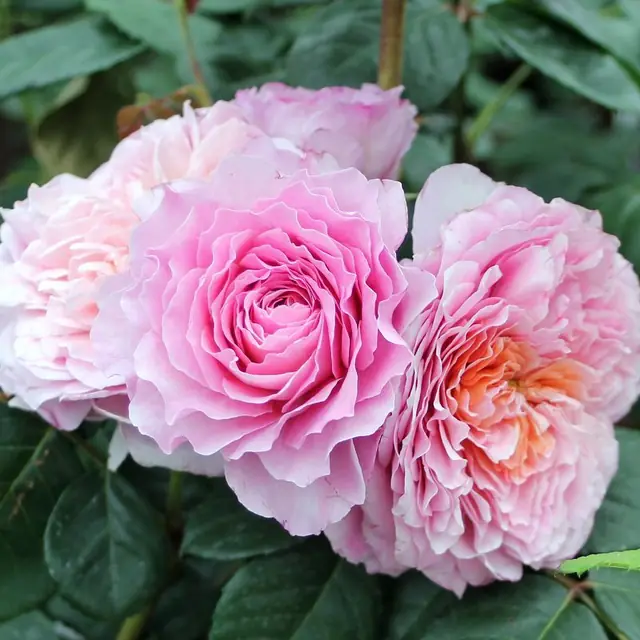 Rose 'Eisvogel' ® Edelrose