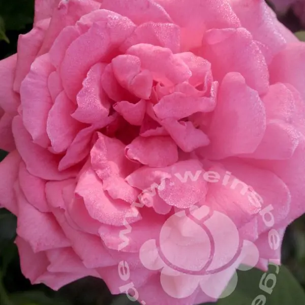 Rose 'Fassadenzauber' ® Kletterrose