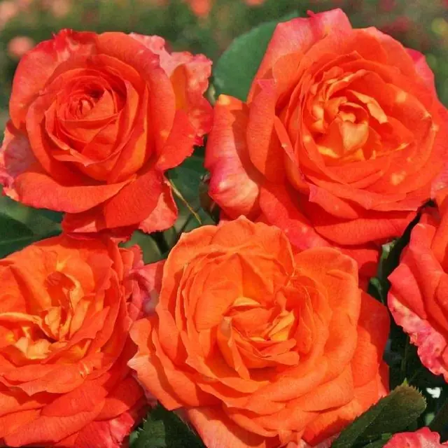 Rose 'Feurio'  ® Edelrose