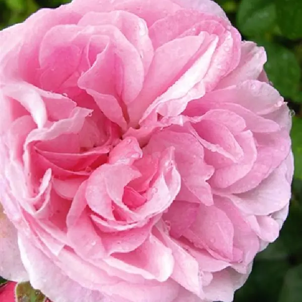 Rose 'Flashlight' ®  ADR-Rose Strauchrose
