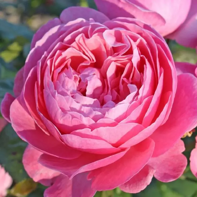 Rose 'Flora Colonia'  ® Strauchrose
