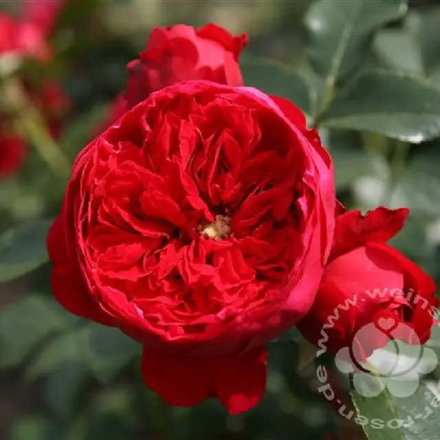 Rose 'Florentina'   ® Kletterrose