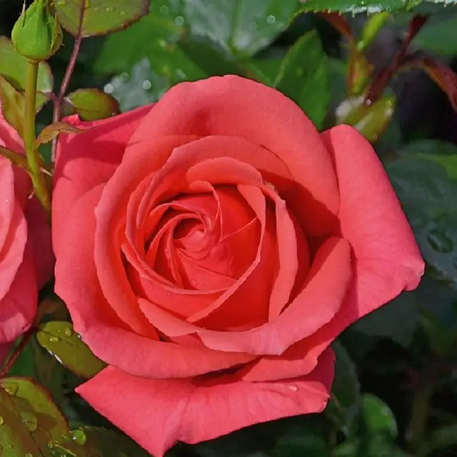 Rose 'Focus' ® Edelrose