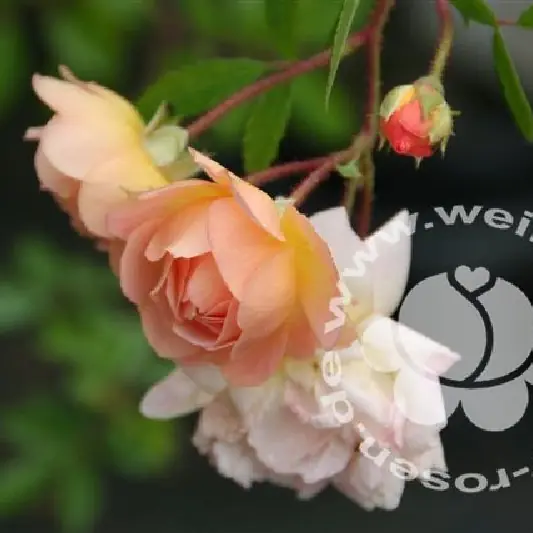 Rose 'Ghislaine de Feligonde' Strauchrose