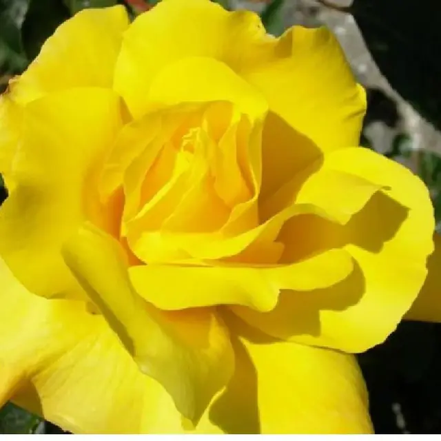 Rose 'Golden Showers'  ® Kletterrose