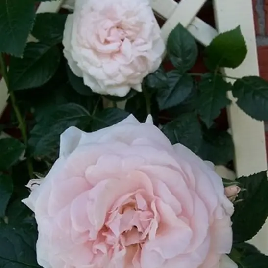 Rose 'Graciosa'  ® Kletterrose
