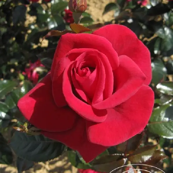 Rose 'Grande Classe' ® Adharman/Nirparfum Edelrose
