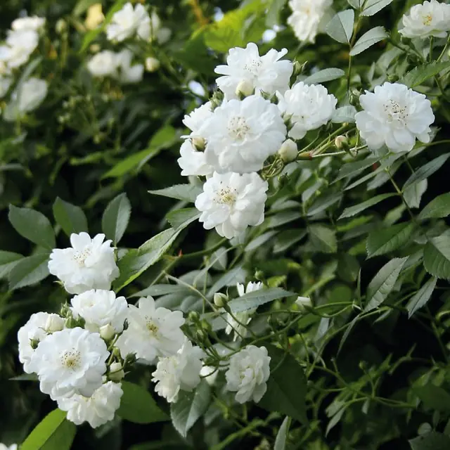 Rose 'Guirl.d' Amour' ®  ADR-Rose Kletterrose