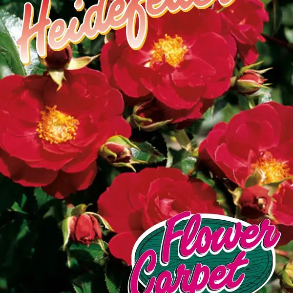 Rose 'Heidefeuer'  ® Bodend.Rose