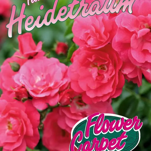 Rose 'Heidetraum'  ®   ADR-Rose  Bodendeckerrose