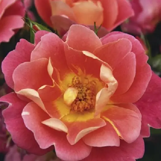 Rose 'Herzogin Friederike' ® Strauchrose