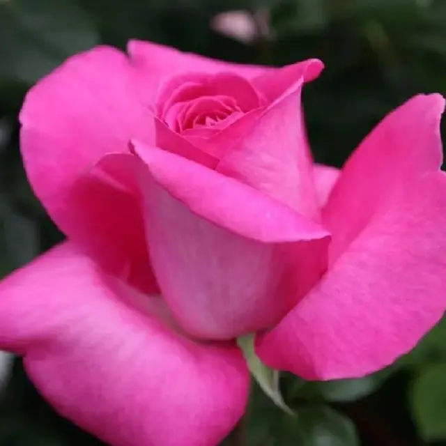 Rose 'High Fashion' Kletterrose