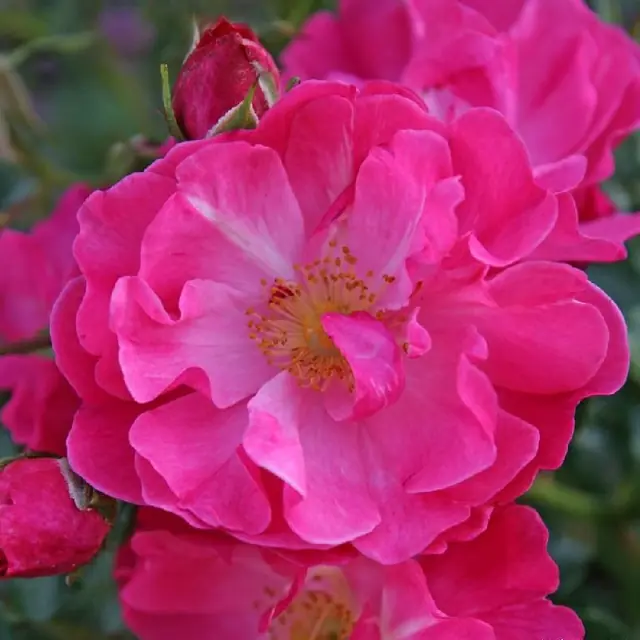 Rose 'Hotline' ® Bodendeckerrose