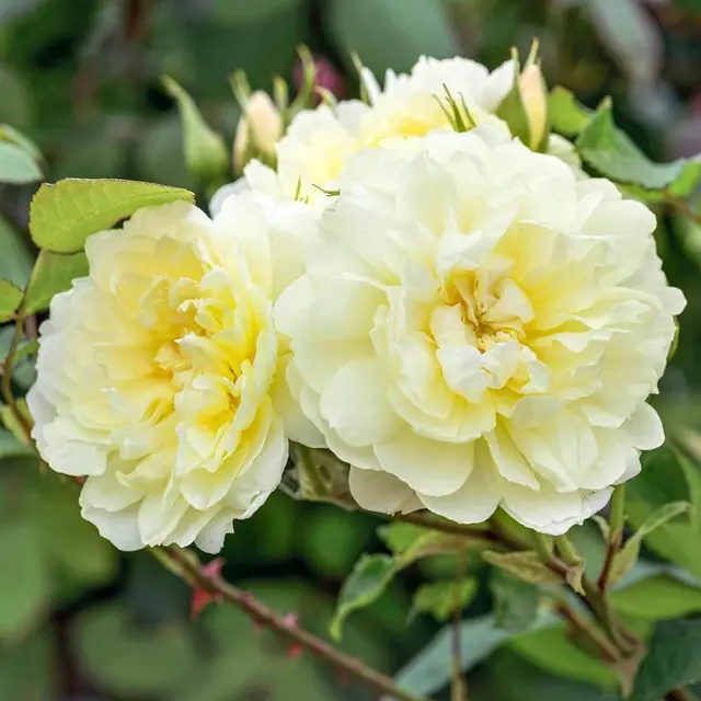 Rose 'Imogen'  &amp;#x2122;   Englische Rose