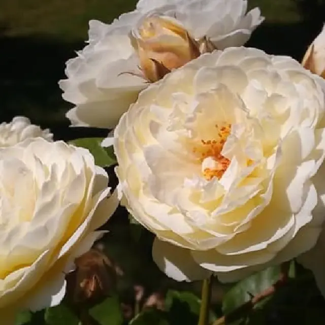Rose 'In Memoriam' Strauchrose