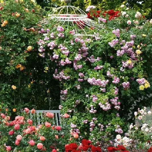 Rose 'Jasmina' ®  ADR-Rose Kletterrose