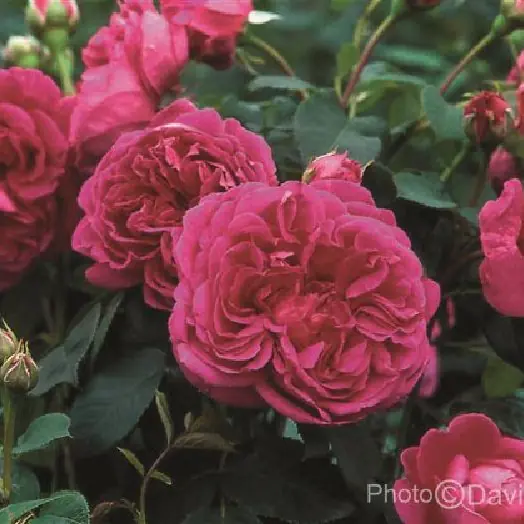 Rose 'Lady of Megginch' Strauchrose