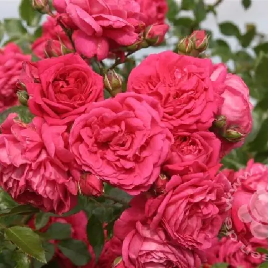 Rose 'Laguna'  ®  ADR-Rose Kletterrose