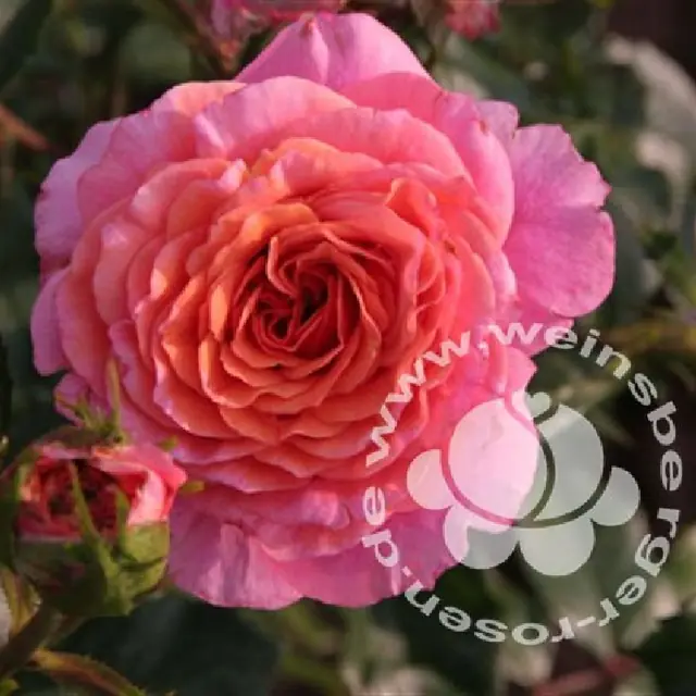 Rose  'Lambada'® Strauchrose
