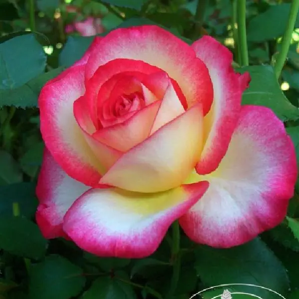 Rose 'Leo Ferre' ® Nirpalways Edelrose